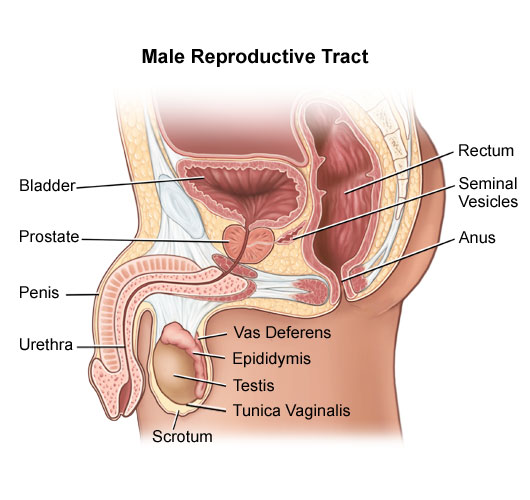 Male Diagram for First Time Anal Sex