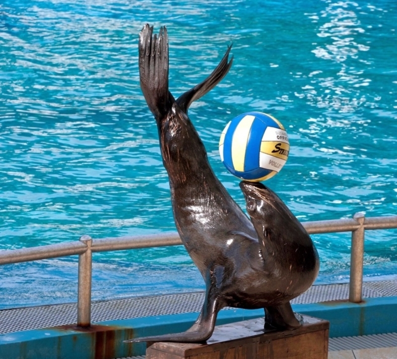 seal with a ball