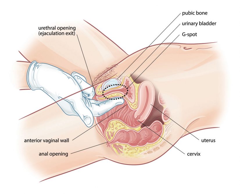 Where the G-Spot is Located