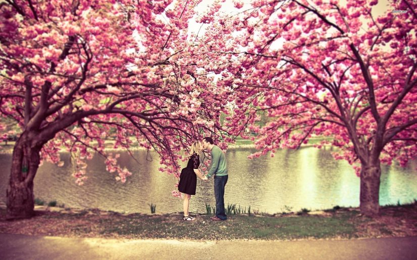 Couple Kissing Under Cherry Blossoms