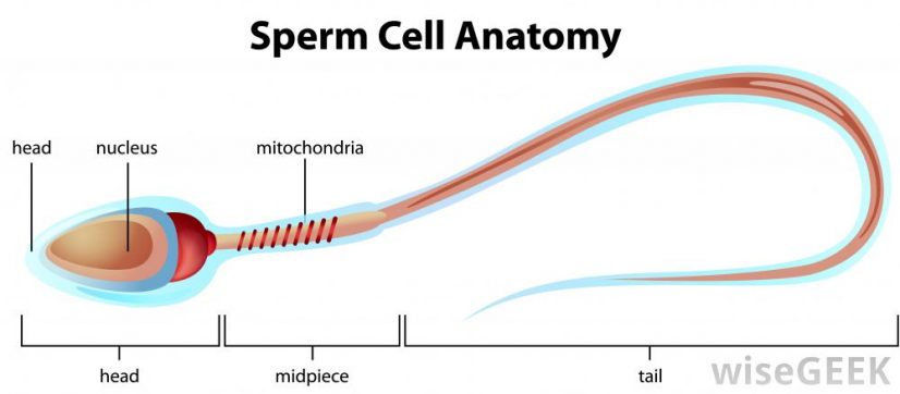 Nutritional Semen and benefits of swallowing cum