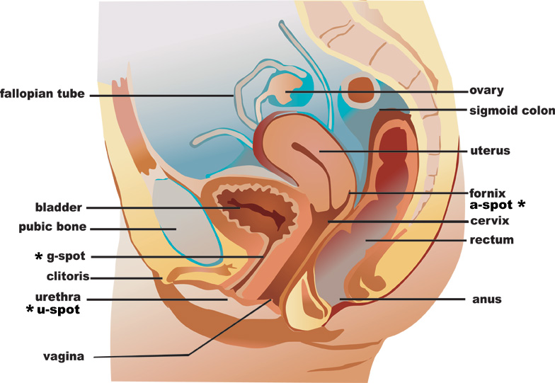 Female Squirting and secrets of the a spot