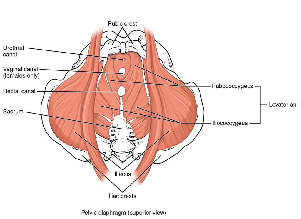 What are kegel balls