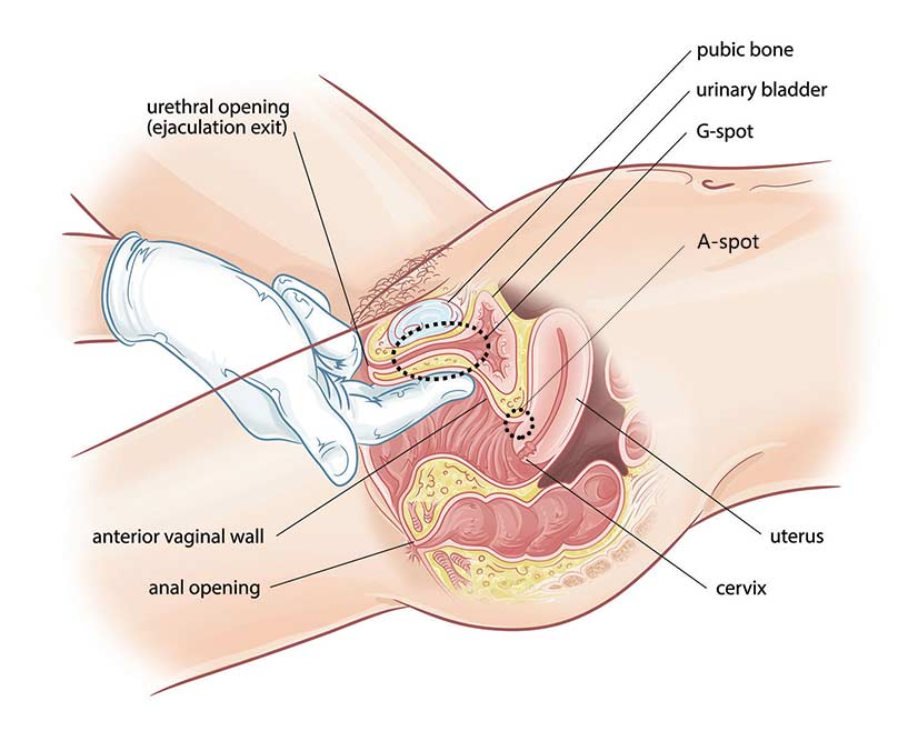 A Guide To Female Orgasms