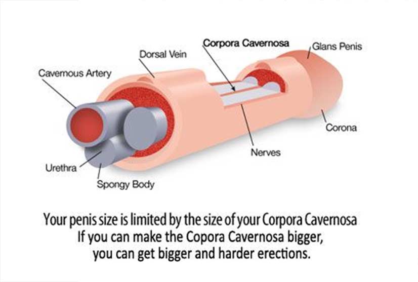 Location Of The Corpora Cavernosa