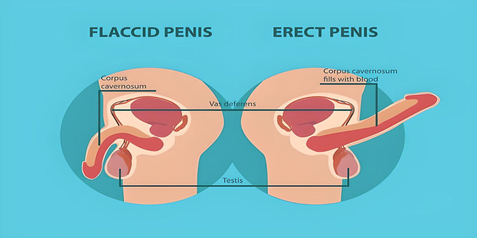 Blood flow in the penis