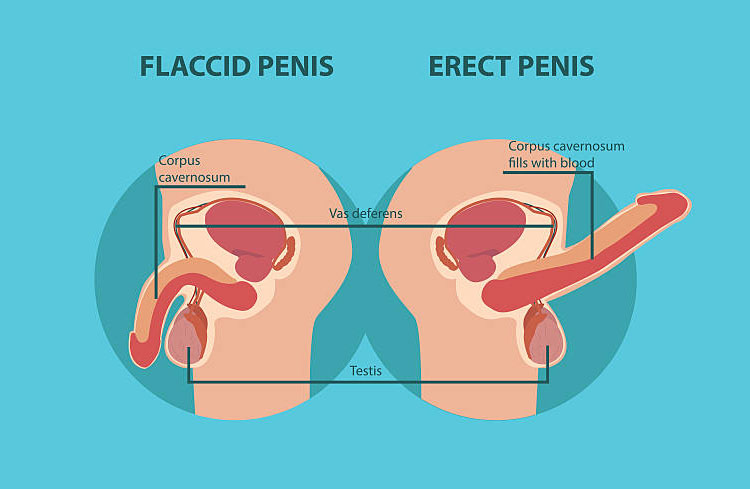 Blood flow in the penis