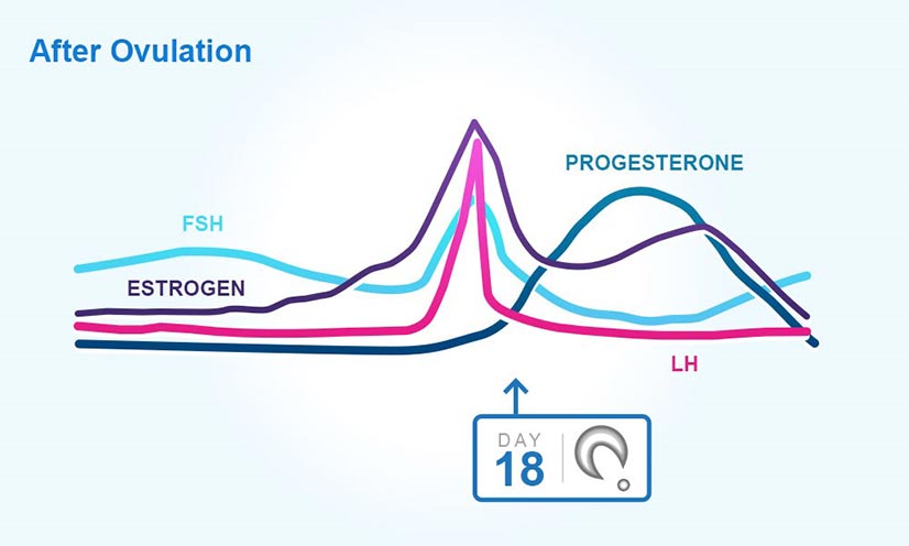 Hormones after ovulation graph