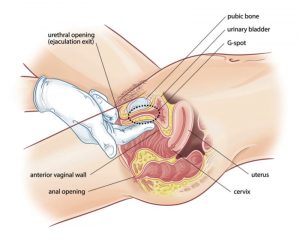 Female Orgasms and lesbian sex toys 